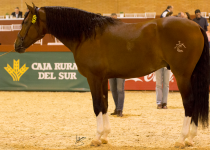 OCALZO CEN, DE Y. CENTURION, MEJORES MOVIMIENTOS EN SEMENTALES DE 5 Y 6 A